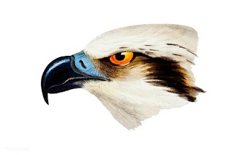 White-headed Osprey illustration | Free stock vector - 457981