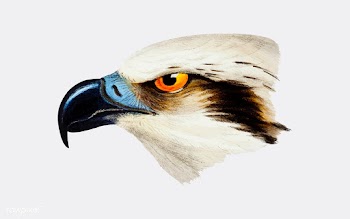 White-headed Osprey illustration | Free stock vector - 457984