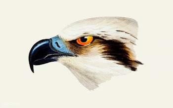 White-headed Osprey illustration | Free stock vector - 457985