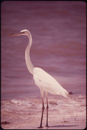 White Heron near Marathon in the Central | Free Photo - rawpixel