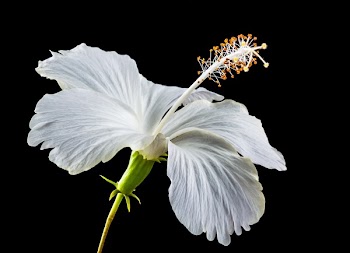 White Hibiscus Flower