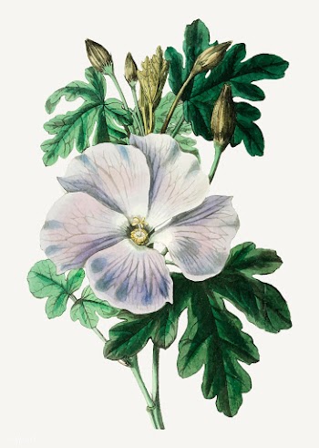 White hibiscus | Free stock vector - 559164