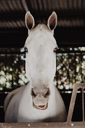 White Horse