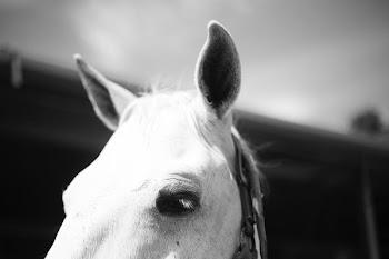 white horse