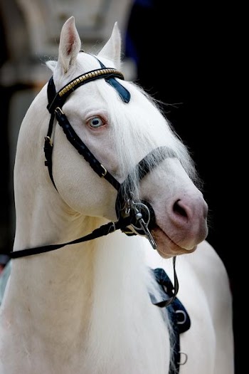 white horse