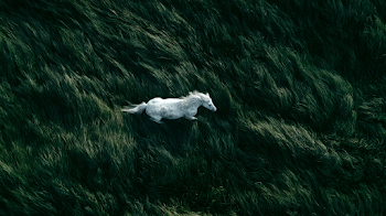 White Horse Galloping Through Dark Green Grass