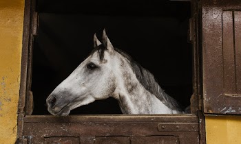 White Horse Inside Stable