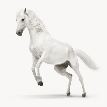 White horse isolated on white, | Free Photo - rawpixel