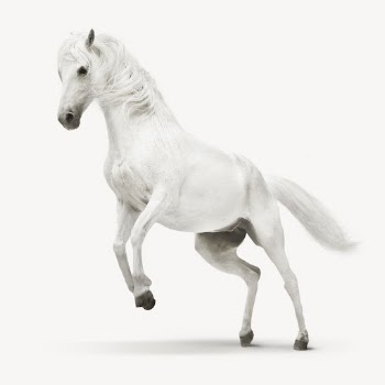 White horse isolated on white, | Free PSD - rawpixel