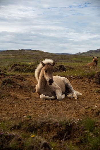 White Horse Lying On The Ground