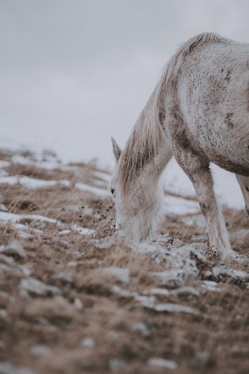 White Horse on Brown Soil