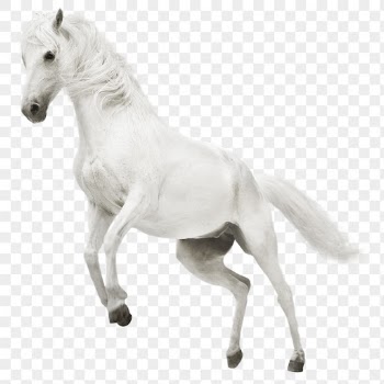 White horse png clipart, pet, | Free PNG - rawpixel
