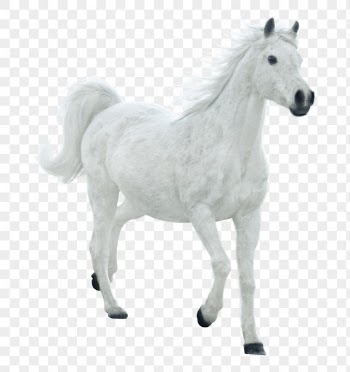 White horse png clipart, pet, | Free PNG - rawpixel
