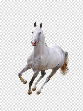 White horse , Practical Guide to Equine Colic Equine Herbs & Healing: An Earth Lodge Guide to Horse Wellness Manual of Equine Lameness Veterinary Disaster Medicine: Working Animals, Running white horse transparent background PNG clipart