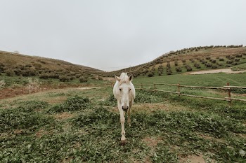 White Horse Standing on Green Grass Field