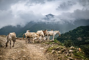 White Horses