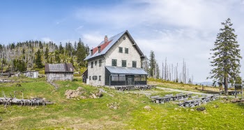 White House Near Pine Trees