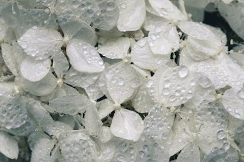 White Hydrangea Blossoms With Water