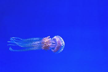 White Jellyfish