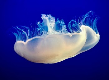 White Jellyfish