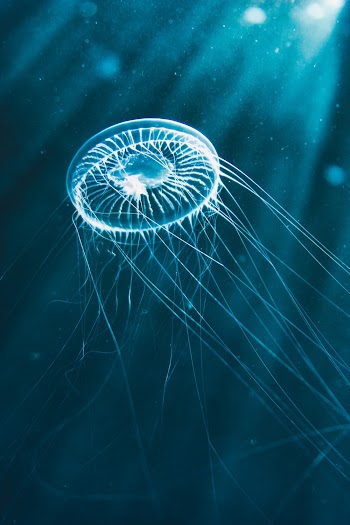 White Jellyfish