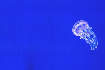 White Jellyfish I