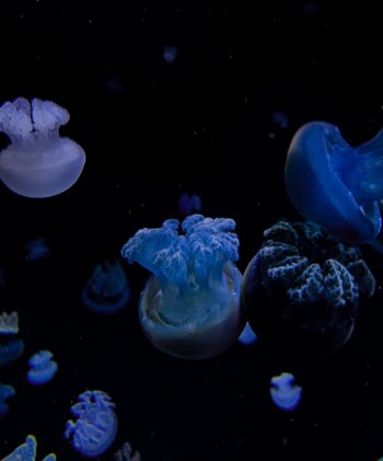 White Jellyfish in Water · Free Stock Photo
