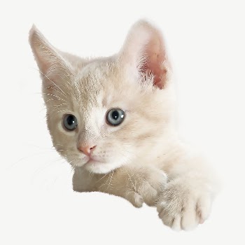 White kitten collage element, isolated | Free PSD - rawpixel