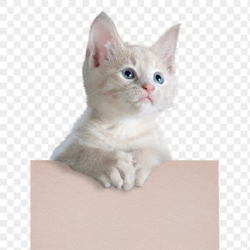White kitten png, pet, transparent | Free PNG - rawpixel