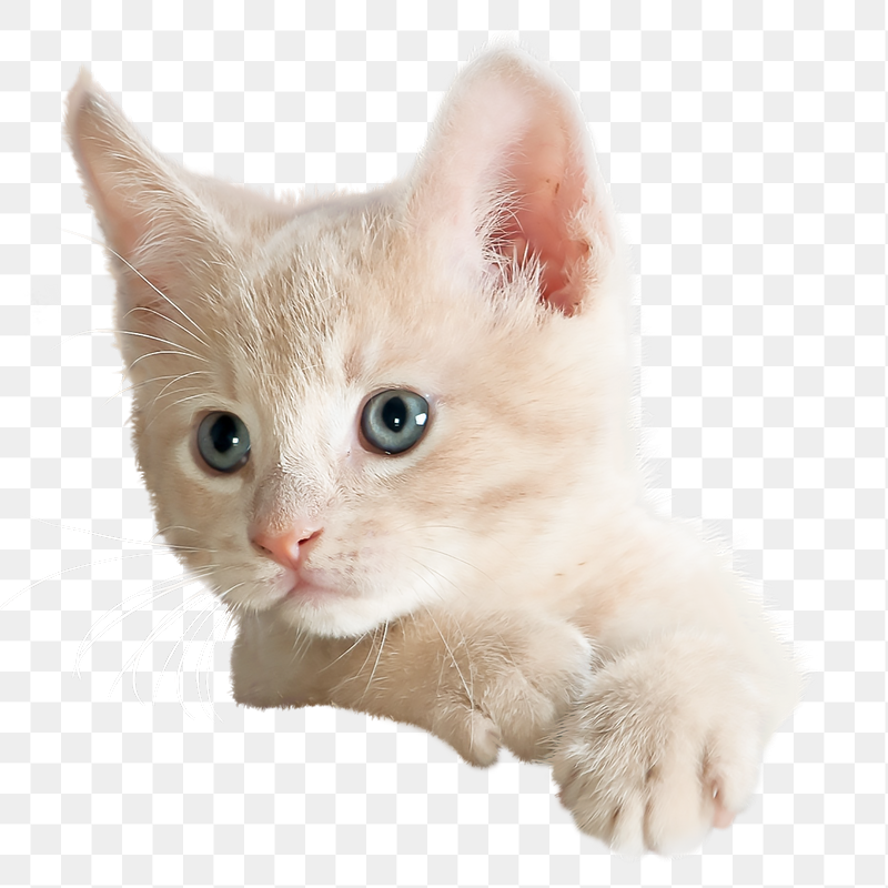 White kitten png sticker, animal | Free PNG - rawpixel
