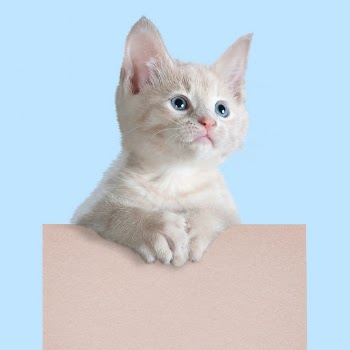 White kitten sticker, pet design | Free PSD - rawpixel