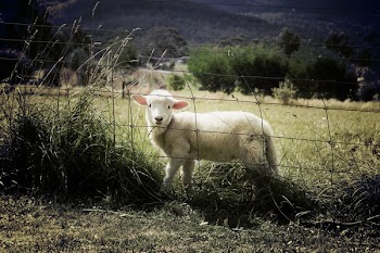 White Lamb Near Fence