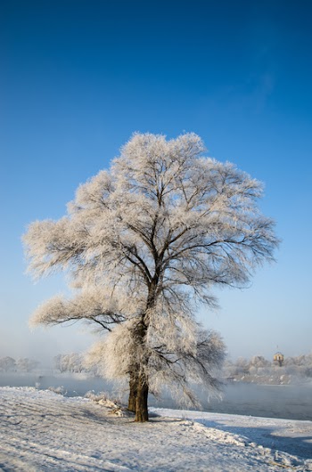 White-leafed Tree Beside Body of Water