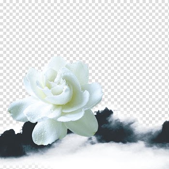 White lilies transparent background PNG clipart