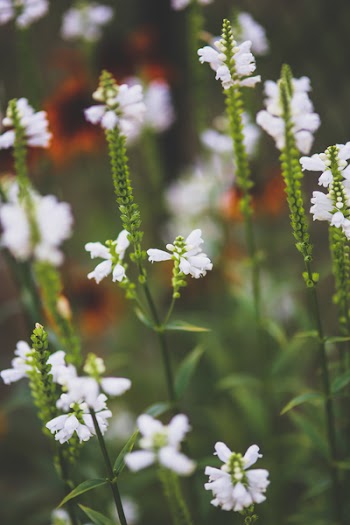 White little flowers