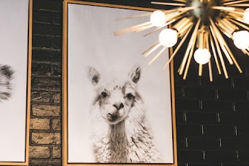 White Llama Photo