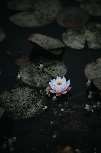 white lotus flower on body of water