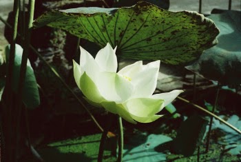 White lotus. Photo taken with motion film, Kodak Vision 2 200T. 