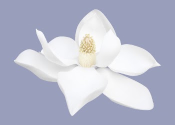White magnolia flower clipart psd | Free PSD - rawpixel