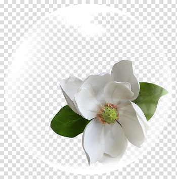 White magnolia flower in bubble illustration, Cape jasmine Flower White, Bubble Flowers transparent background PNG clipart