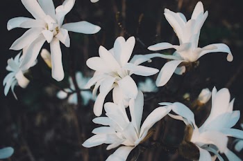 White magnolia flowers