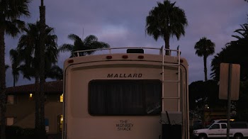 White Mallard Bus