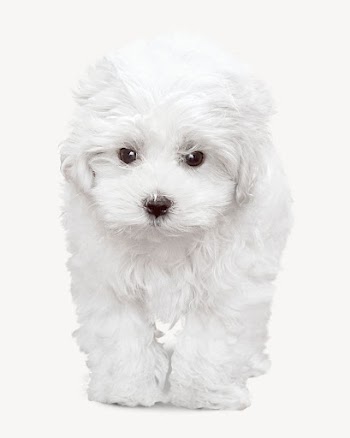 White Maltese dog  collage | Free PSD - rawpixel