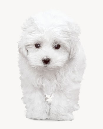 White Maltese dog  isolated | Free Photo - rawpixel