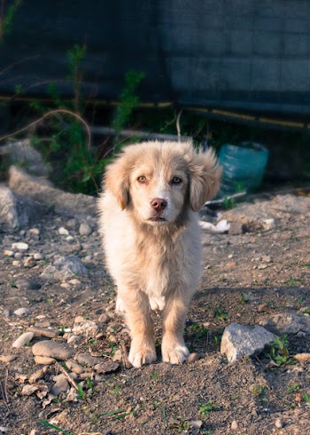 White Medium Coat Dog Standing on Brown Dirt