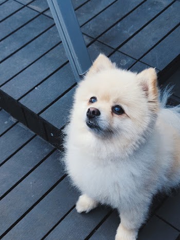 White Medium-coated Puppy