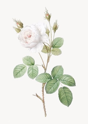 White misty rose | Free stock vector - 574094