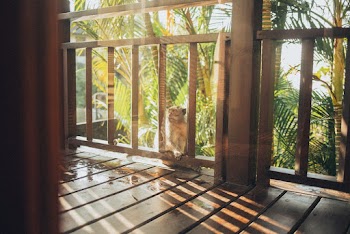 White Monkey On Wooden Railing