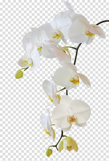 White moth orchid, Moth orchids Flower , flower transparent background PNG clipart
