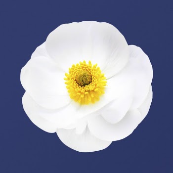 White mountain buttercup, flower clipart | Free Photo - rawpixel